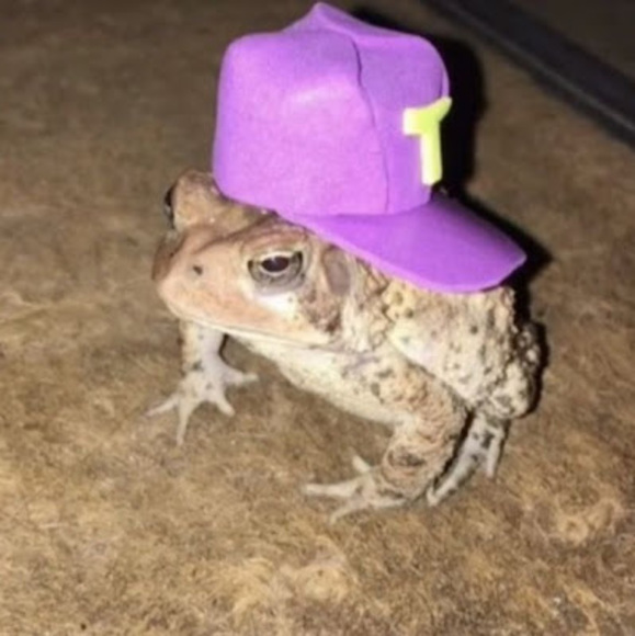 Meet your Posher, Gia - Picture 1 of 1